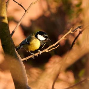 Great Tit