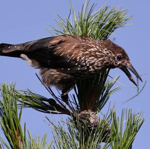 Spotted Nutcracker