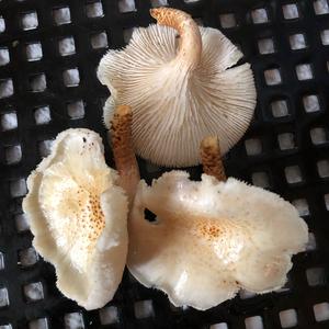 Trumpet Oyster Mushroom