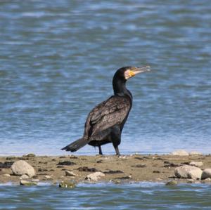 Great Cormorant