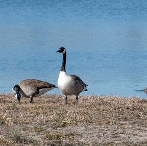 Canada Goose