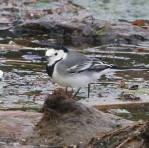 White Wagtail