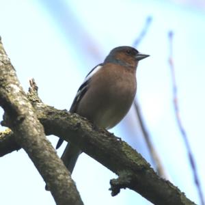 Eurasian Chaffinch