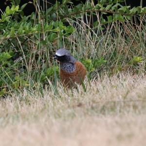 Common Redstart