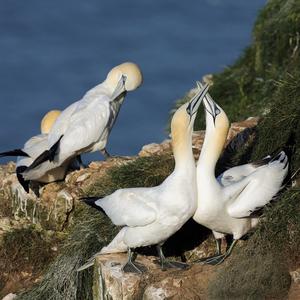 Northern Gannet