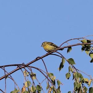 Eurasian Siskin