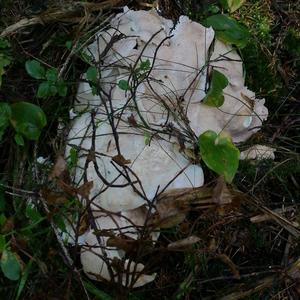 Sheep Polypore