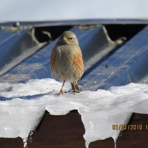 Alpine Accentor