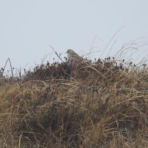 Meadow Pipit