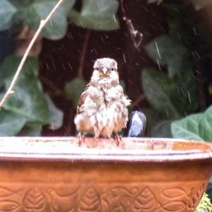 House Sparrow