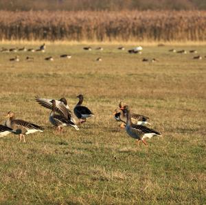 Greylag Goose