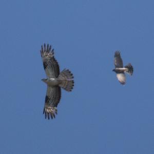 European Honey-buzzard