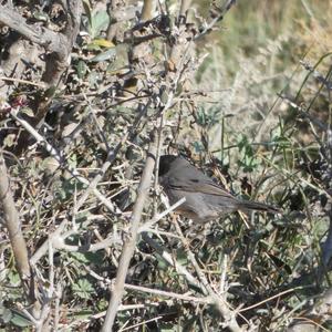 Sardinian Warbler