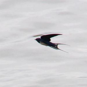 Barn Swallow