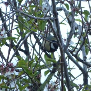 Great Tit