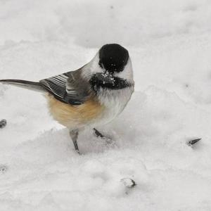 Black-capped Chickadee