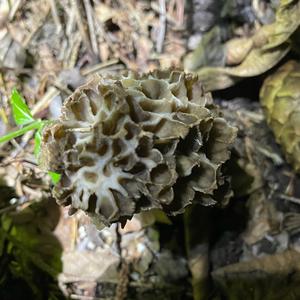 Yellow Morel