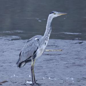 Grey Heron