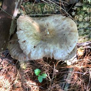 Oyster Mushroom