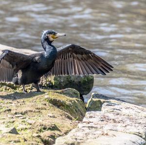 Great Cormorant