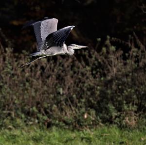 Grey Heron