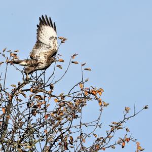 Mäusebussard