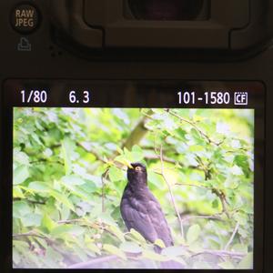 Eurasian Blackbird