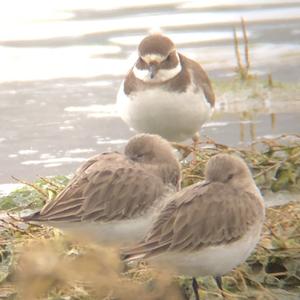 Common Ringed Plover