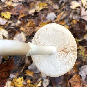 Destroying Angel