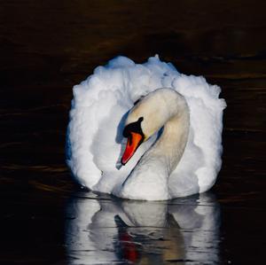 Mute Swan