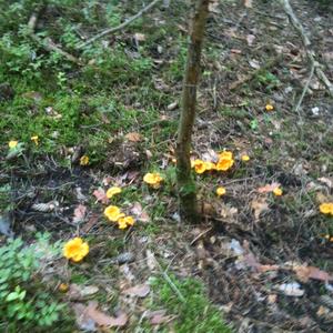 Chanterelle, Common