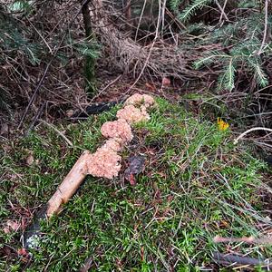 Eastern Cauliflower Mushroom