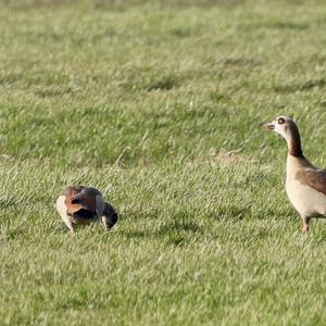 Egyptian Goose