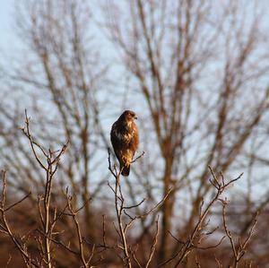 Mäusebussard