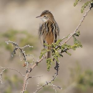 Zitting Cisticola