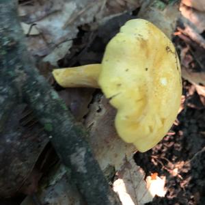 Chanterelle, Common