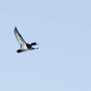 Tufted Duck