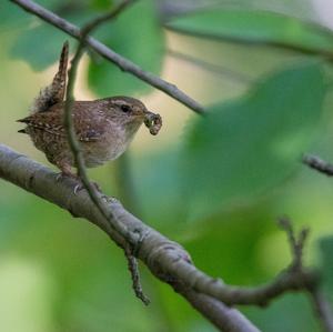 Winter Wren