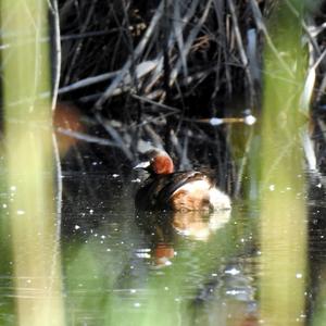 Little Grebe