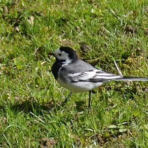 White Wagtail