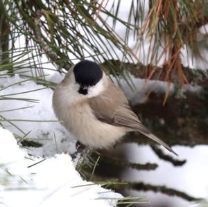 Marsh Tit