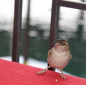 House Sparrow