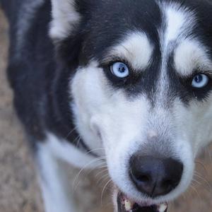 Alaskan Malamute