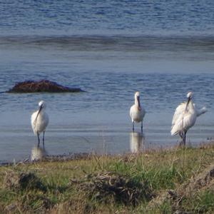 Eurasian Spoonbill