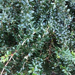 Juliane`s Barberry