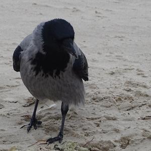 Hooded Crow