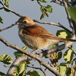 Red-backed Shrike