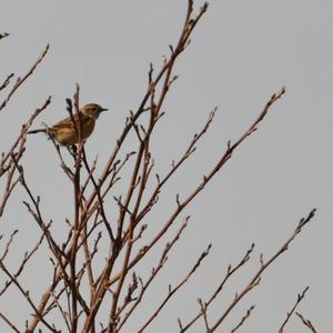 European stonechat