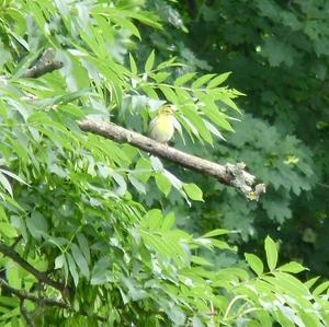 Alpine Citril Finch