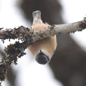 Wood Nuthatch